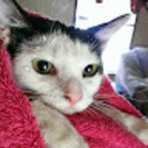 Meet your Posher, Rachael